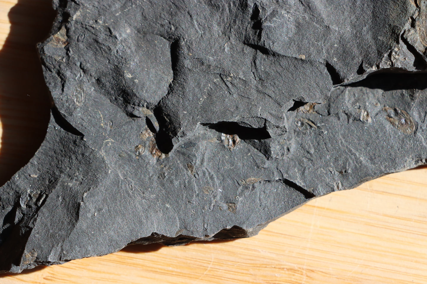 Anthraconeilo oblongum mlž - Supreme Panthers