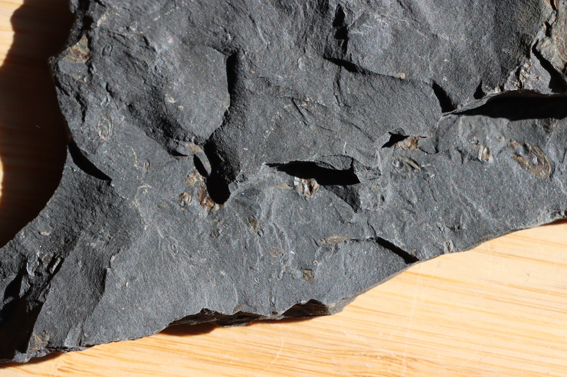 Anthraconeilo oblongum mlž - Supreme Panthers