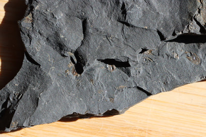 Anthraconeilo oblongum mlž - Supreme Panthers