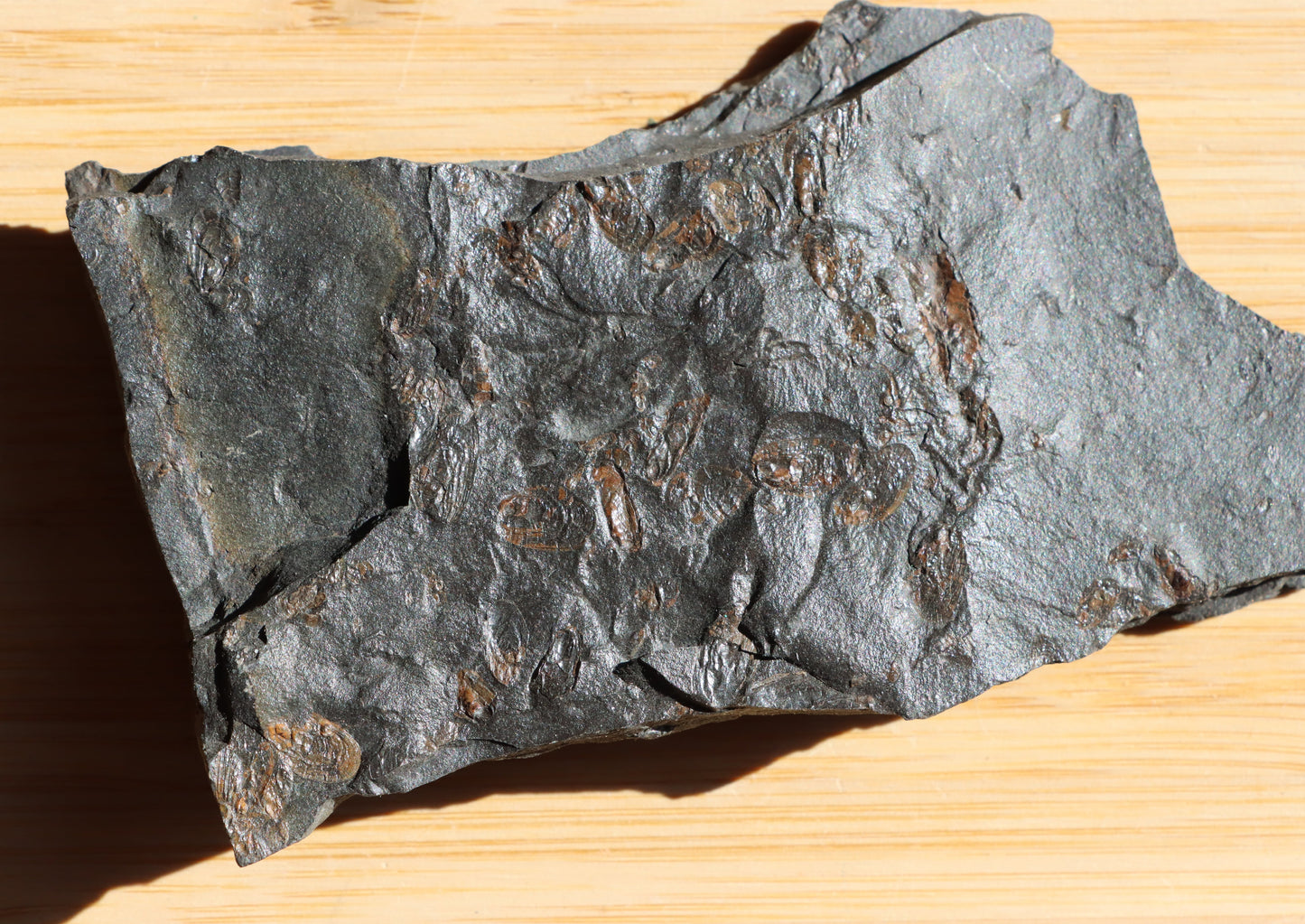 Anthraconeilo oblongum mlž - Supreme Panthers