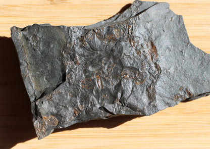 Anthraconeilo oblongum mlž - Supreme Panthers