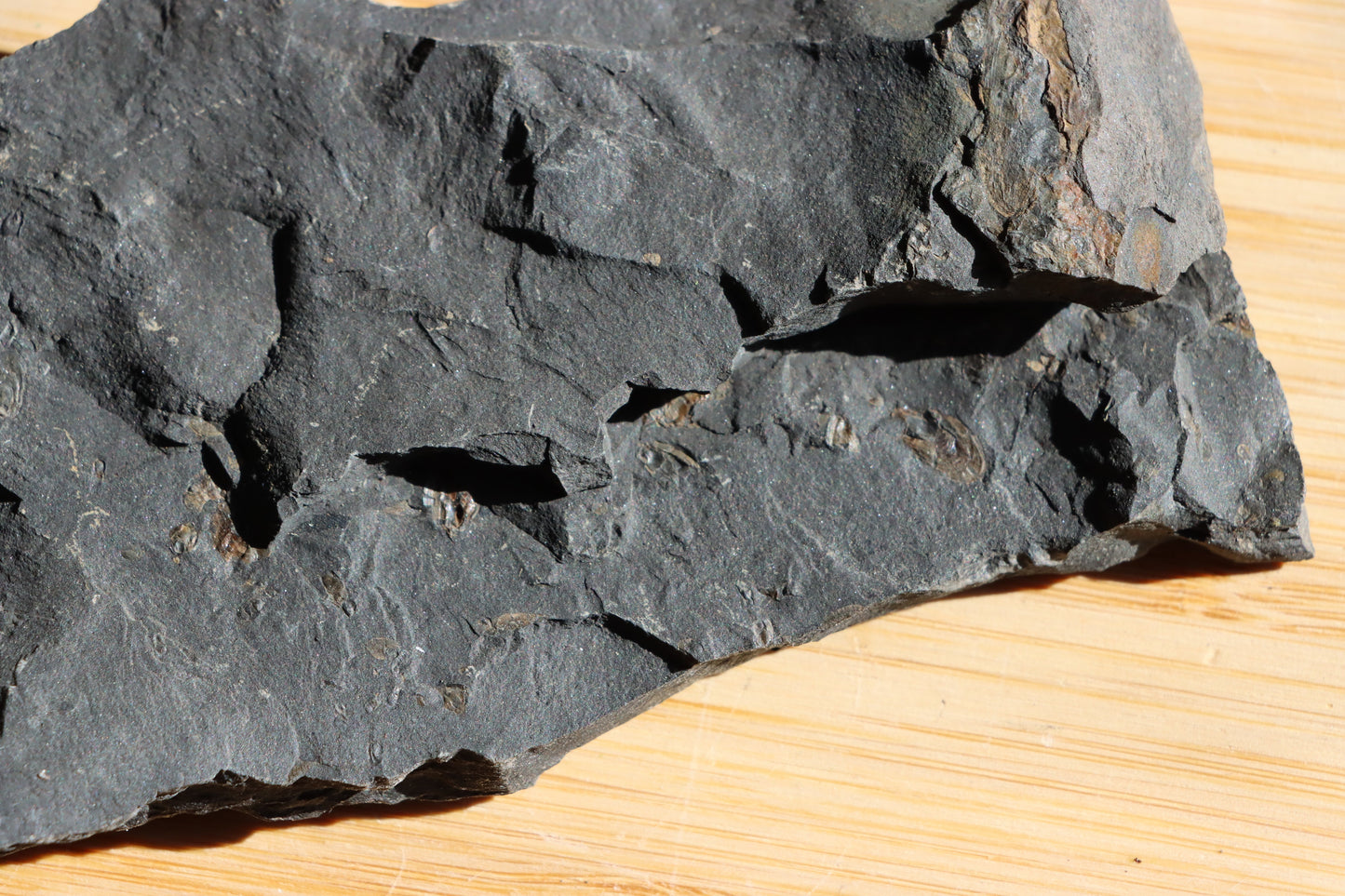 Anthraconeilo oblongum mlž - Supreme Panthers