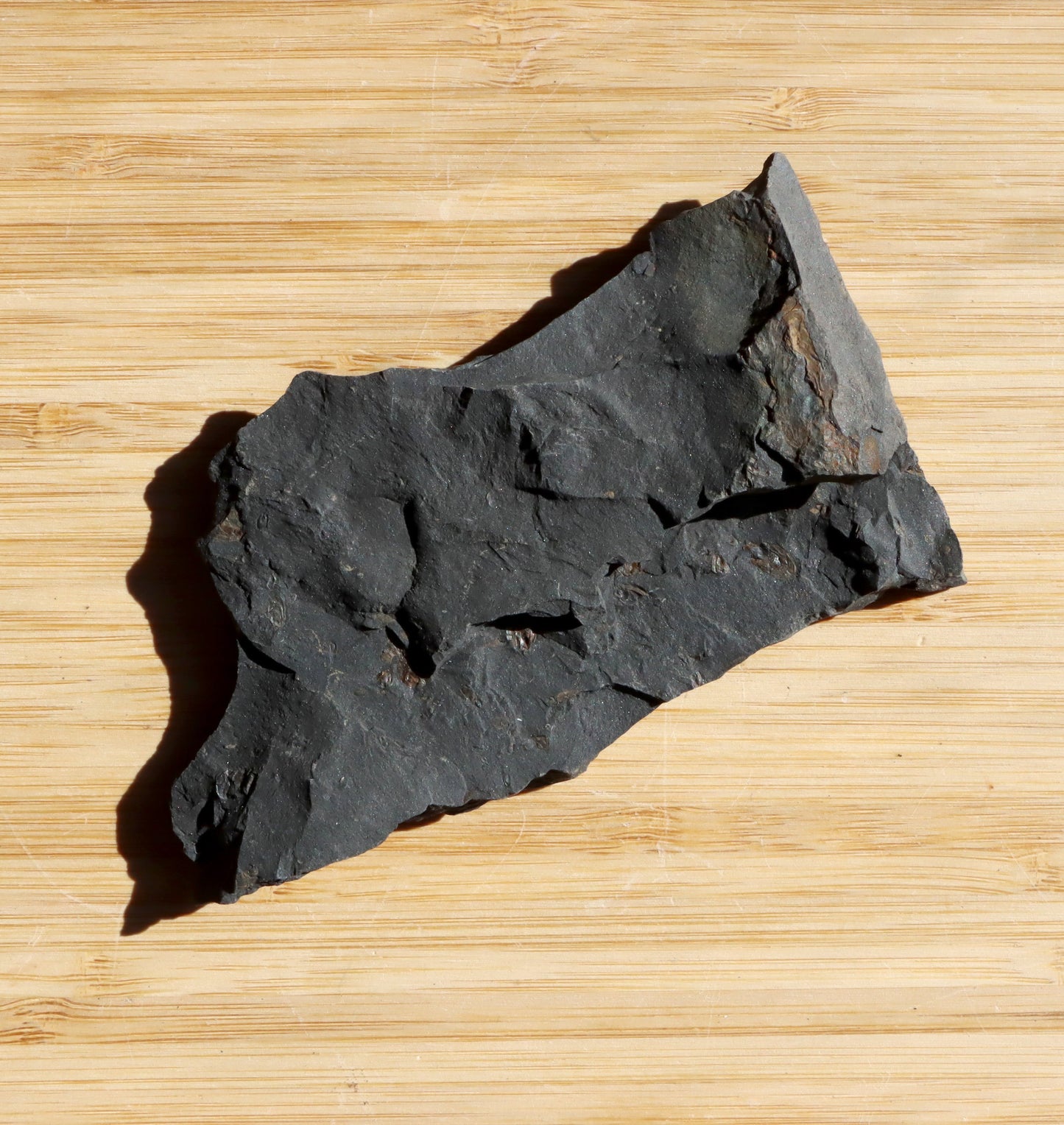 Anthraconeilo oblongum mlž - Supreme Panthers