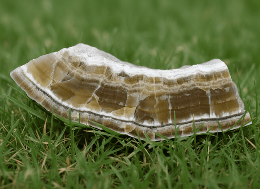 Aragonit - Supreme Panthers