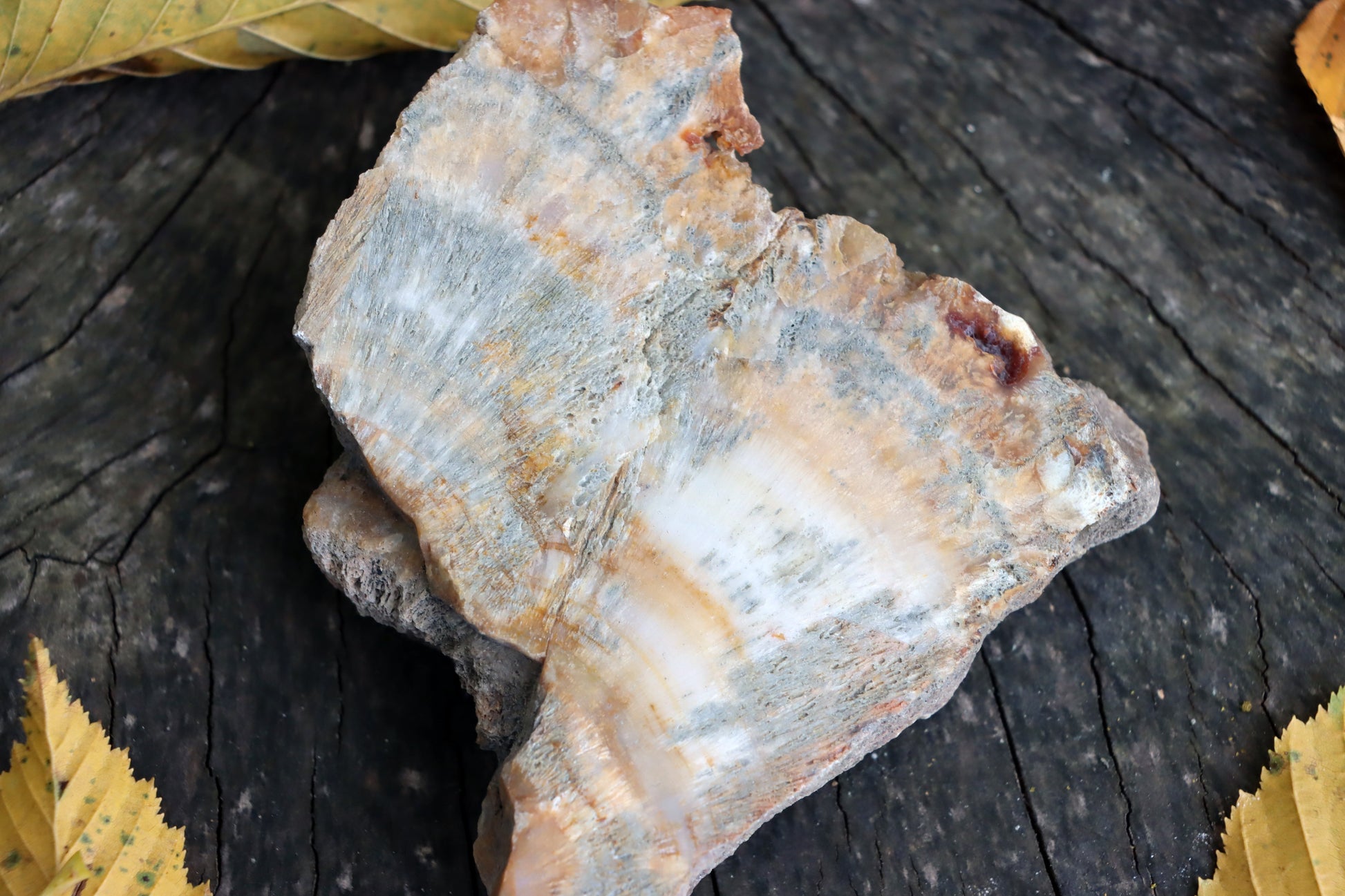 Aragonit zkřemenělý prdelka - Supreme Panthers