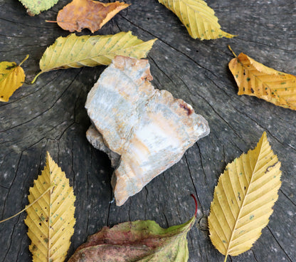 Aragonit zkřemenělý prdelka - Supreme Panthers