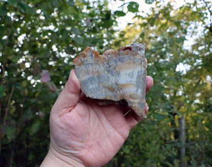 Aragonit zkřemenělý prdelka - Supreme Panthers