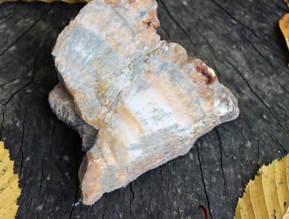 Aragonit zkřemenělý prdelka - Supreme Panthers