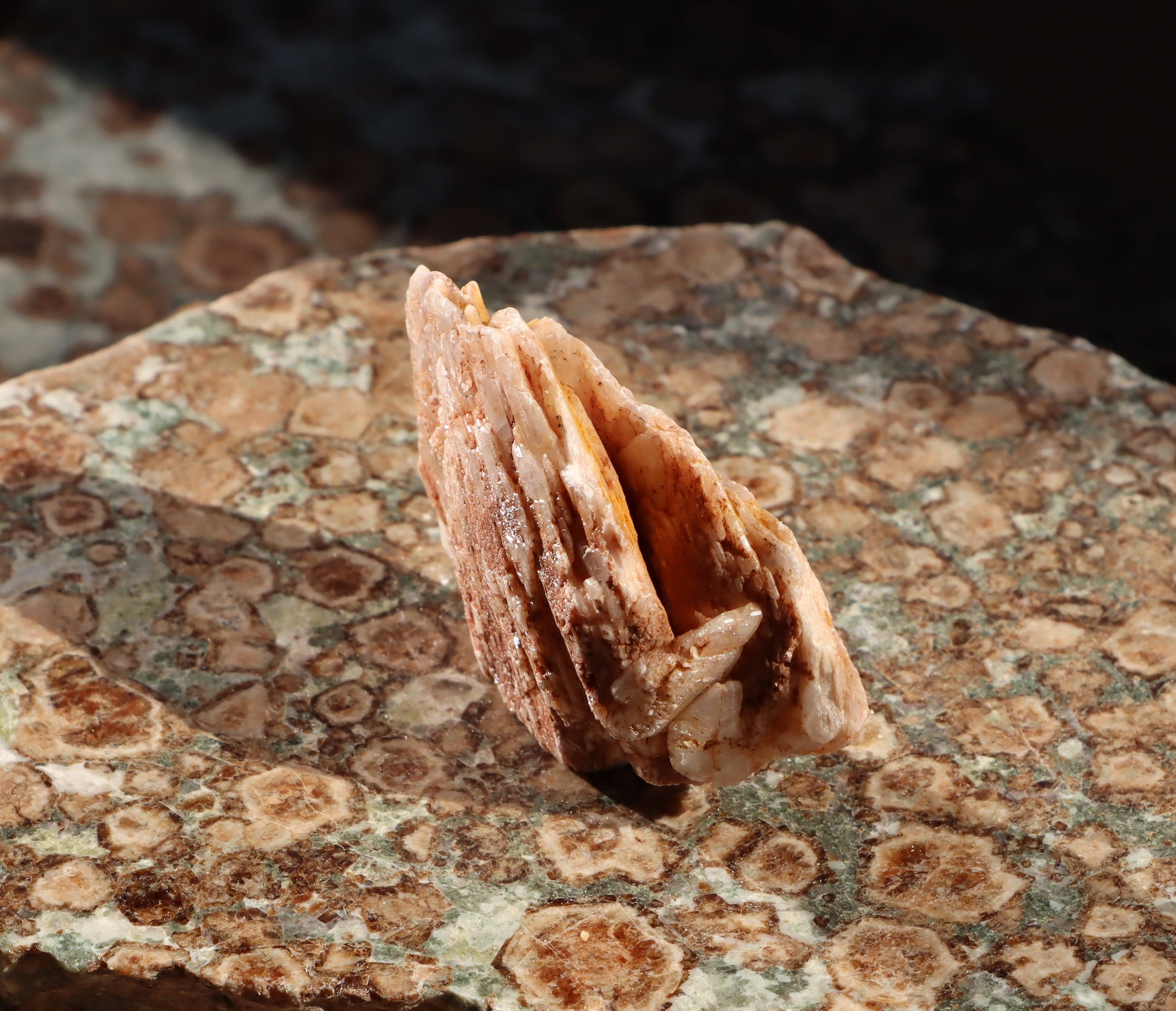 Baryt "sloní uši" - Supreme Panthers