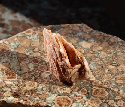 Baryt "sloní uši" - Supreme Panthers