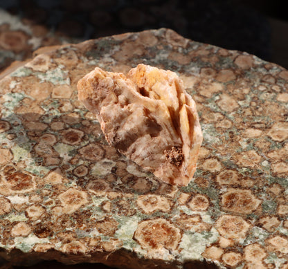 Baryt "sloní uši" - Supreme Panthers