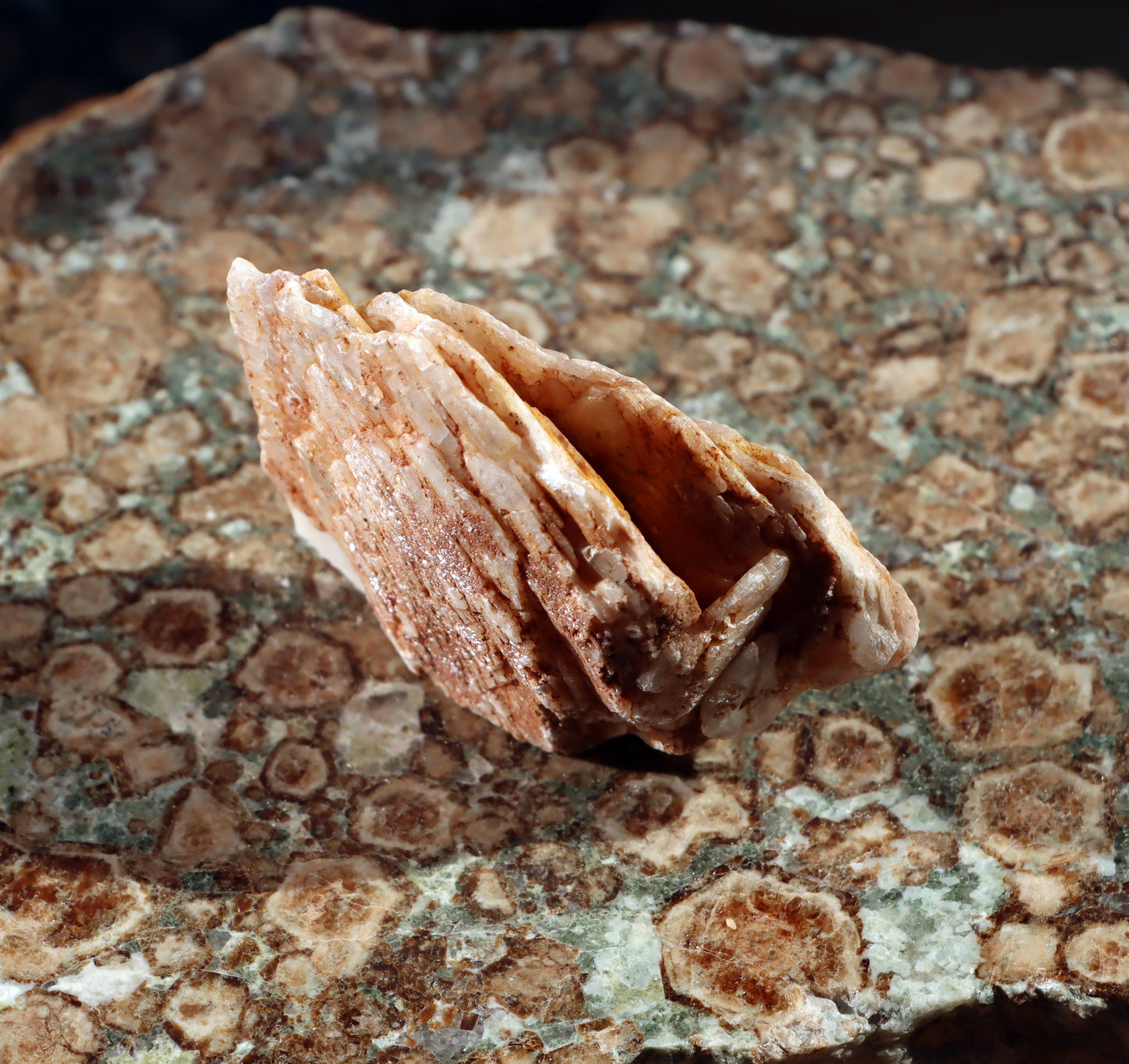 Baryt "sloní uši" - Supreme Panthers