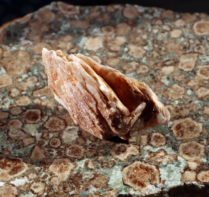 Baryt "sloní uši" - Supreme Panthers