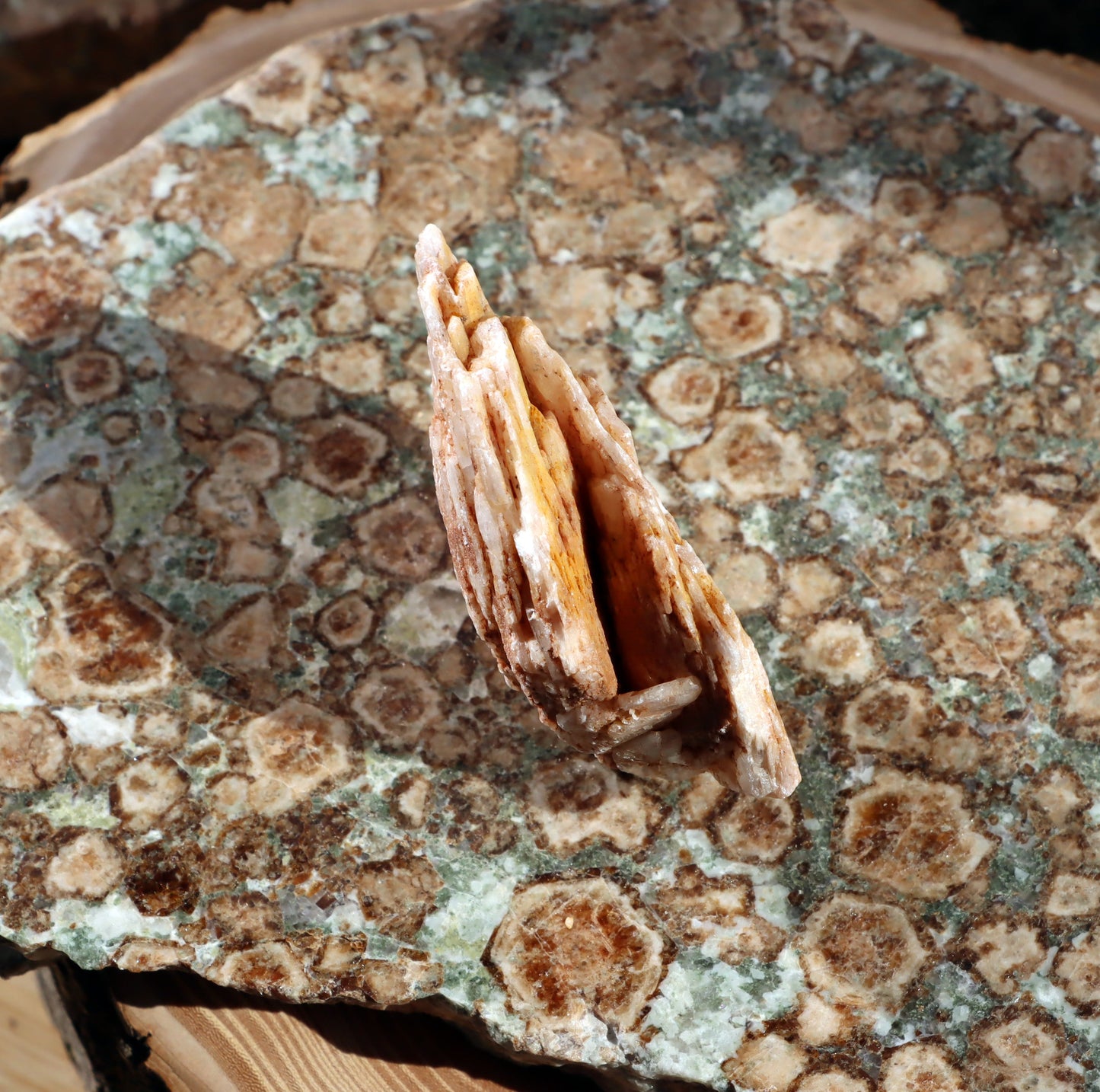 Baryt "sloní uši" - Supreme Panthers