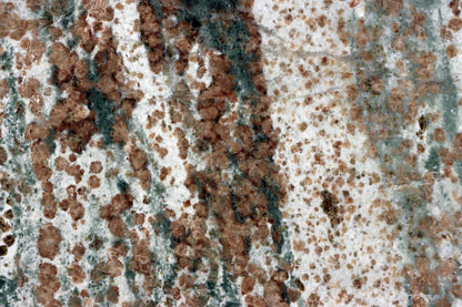 Bludovit "dalmatin" - Supreme Panthers