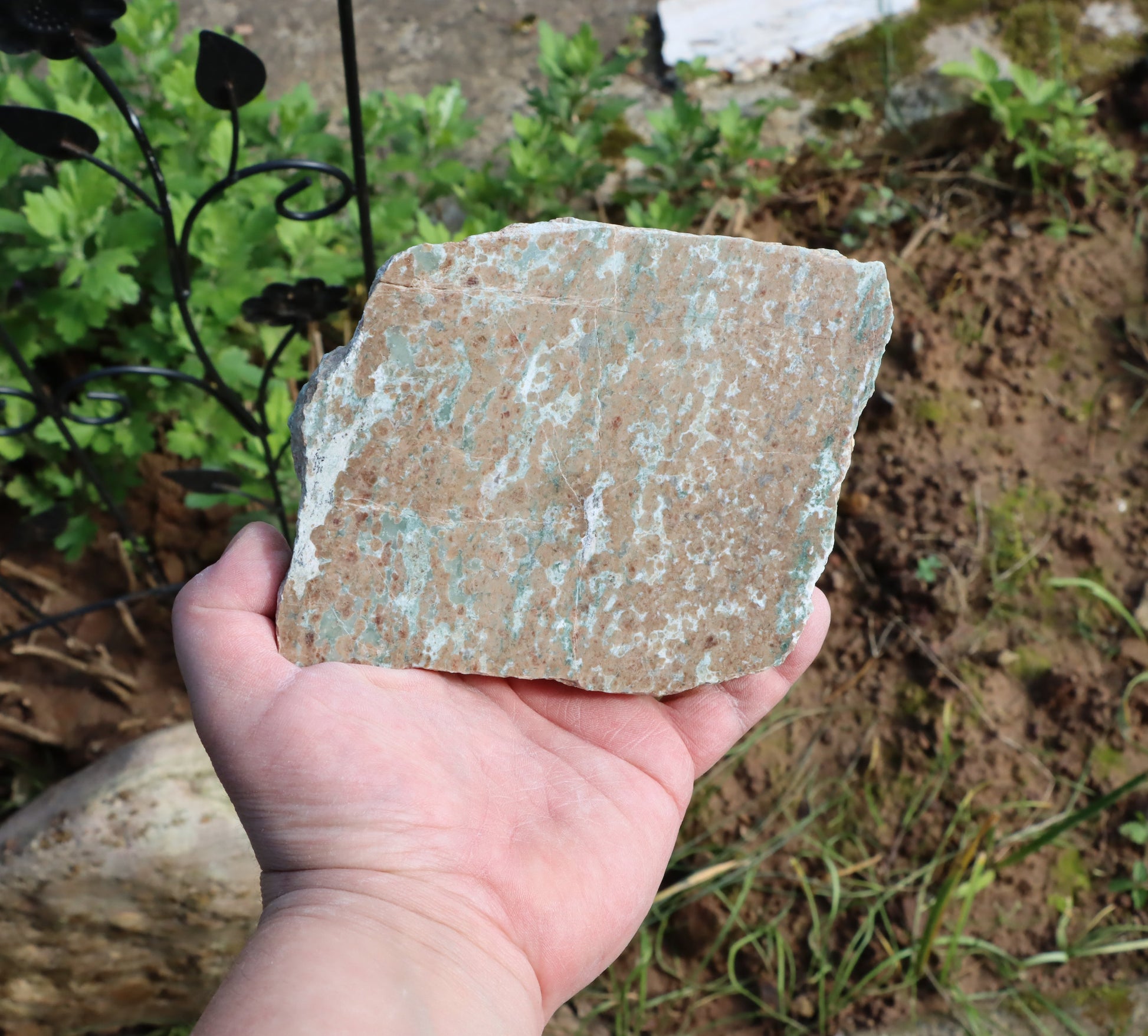 Bludovit granátovec - Supreme Panthers