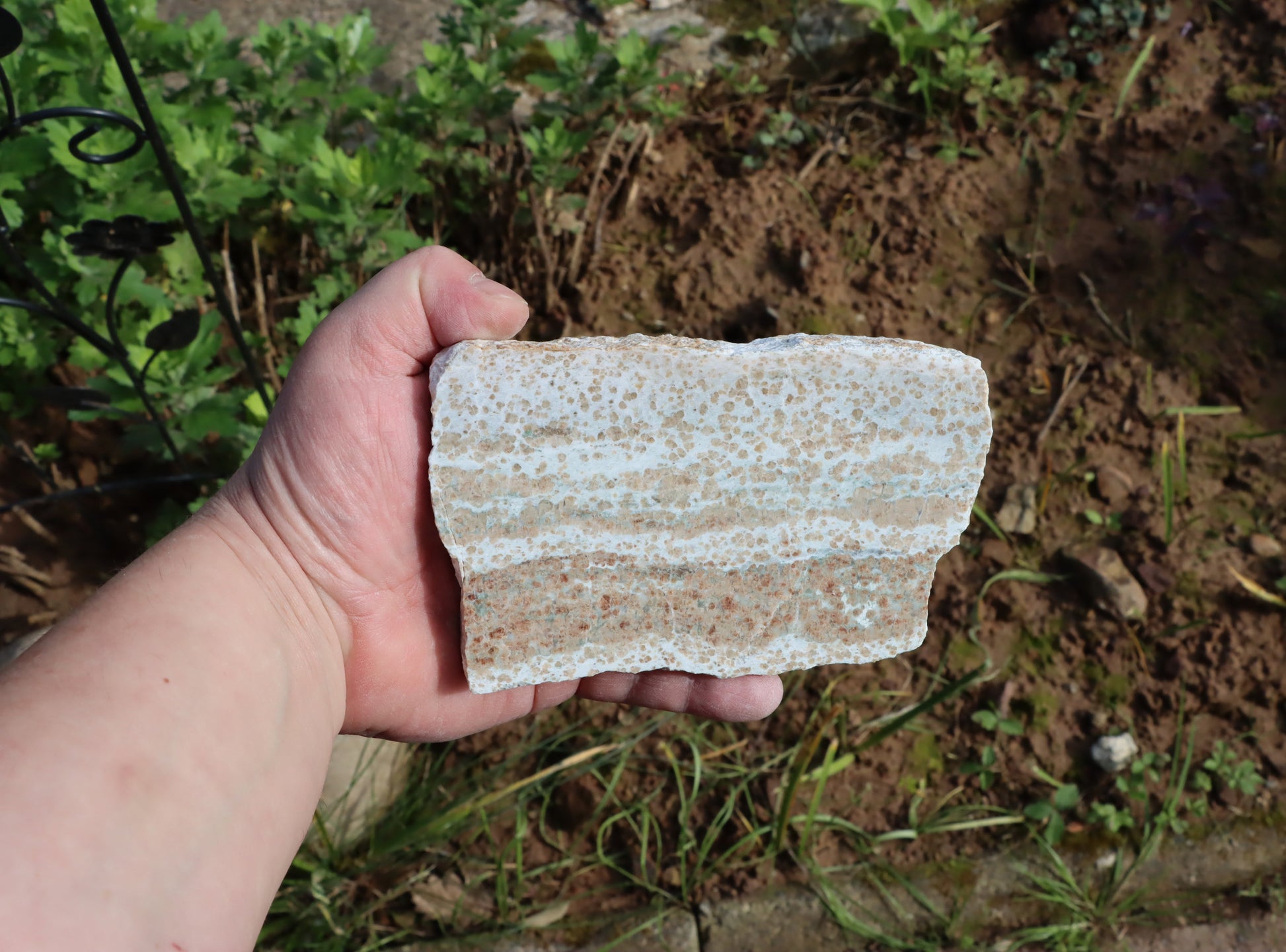 Bludovit granátovec - Supreme Panthers