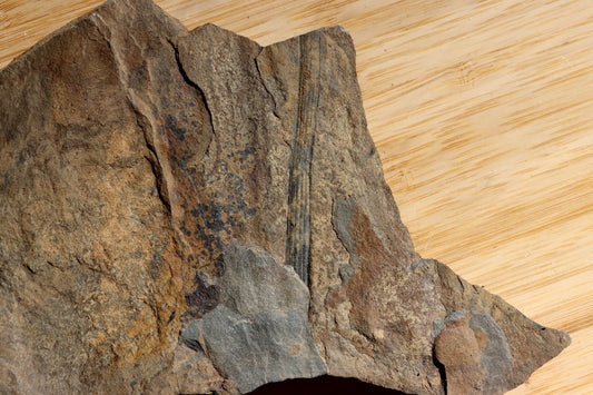 Calamites sp. stromovitá přeslička - Supreme Panthers