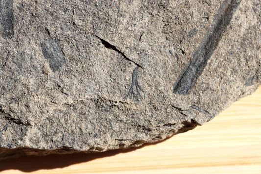 Calamites sp. stromovitá přeslička - Supreme Panthers