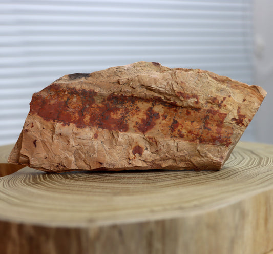 Calamites stromovitá přeslička Kapradina - Supreme Panthers