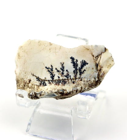 Dendrity - Psilomelan "wad" na opálu - Supreme Panthers