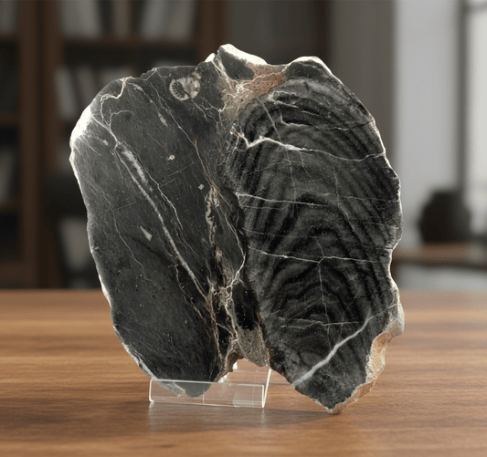 Deskaté korály - Supreme Panthers