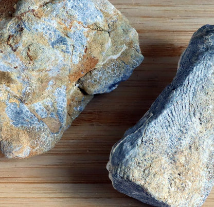 Deskatý drnatý korál - Supreme Panthers