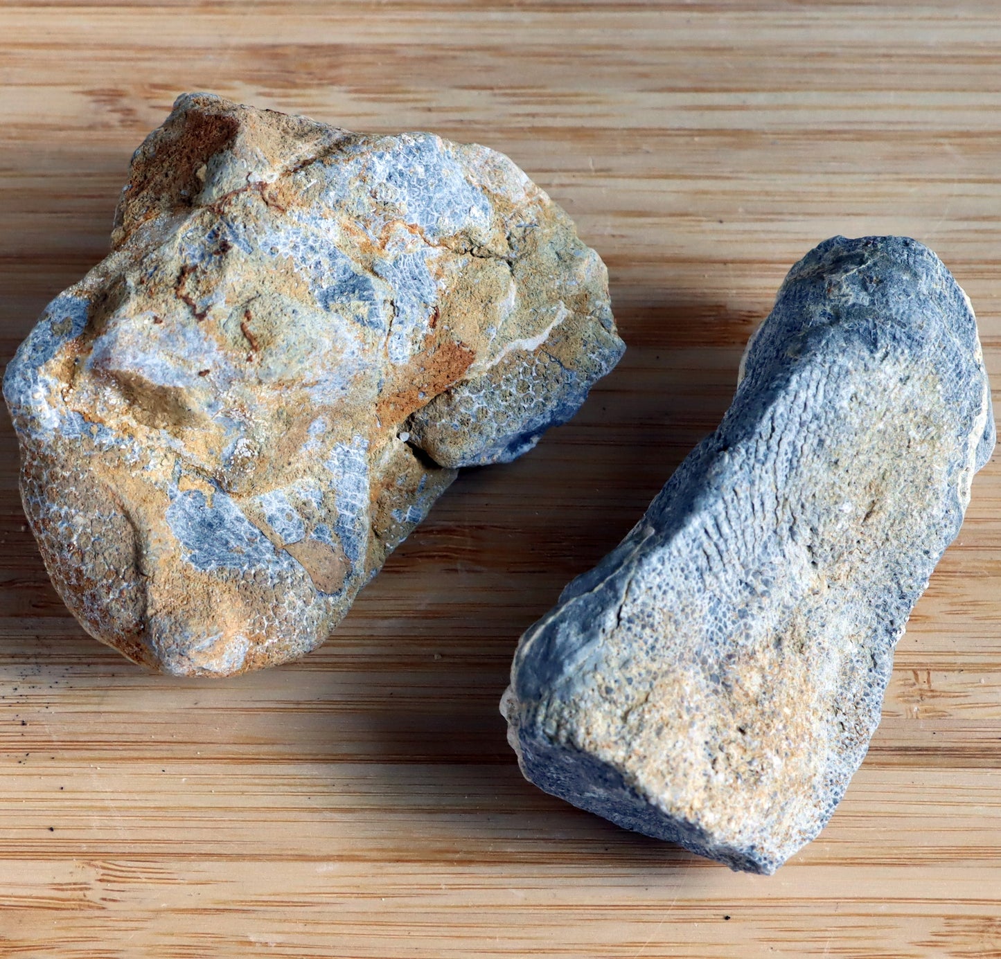 Deskatý drnatý korál - Supreme Panthers