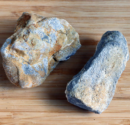 Deskatý drnatý korál - Supreme Panthers