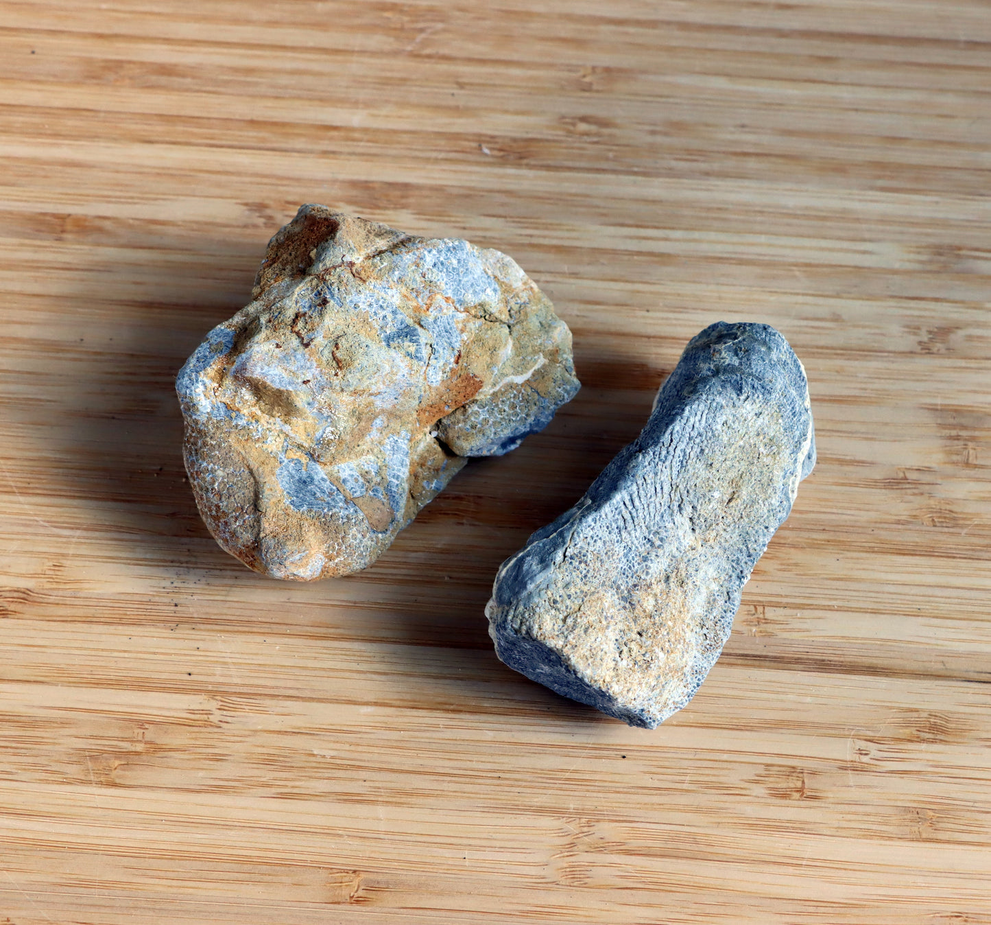 Deskatý drnatý korál - Supreme Panthers