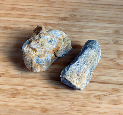 Deskatý drnatý korál - Supreme Panthers