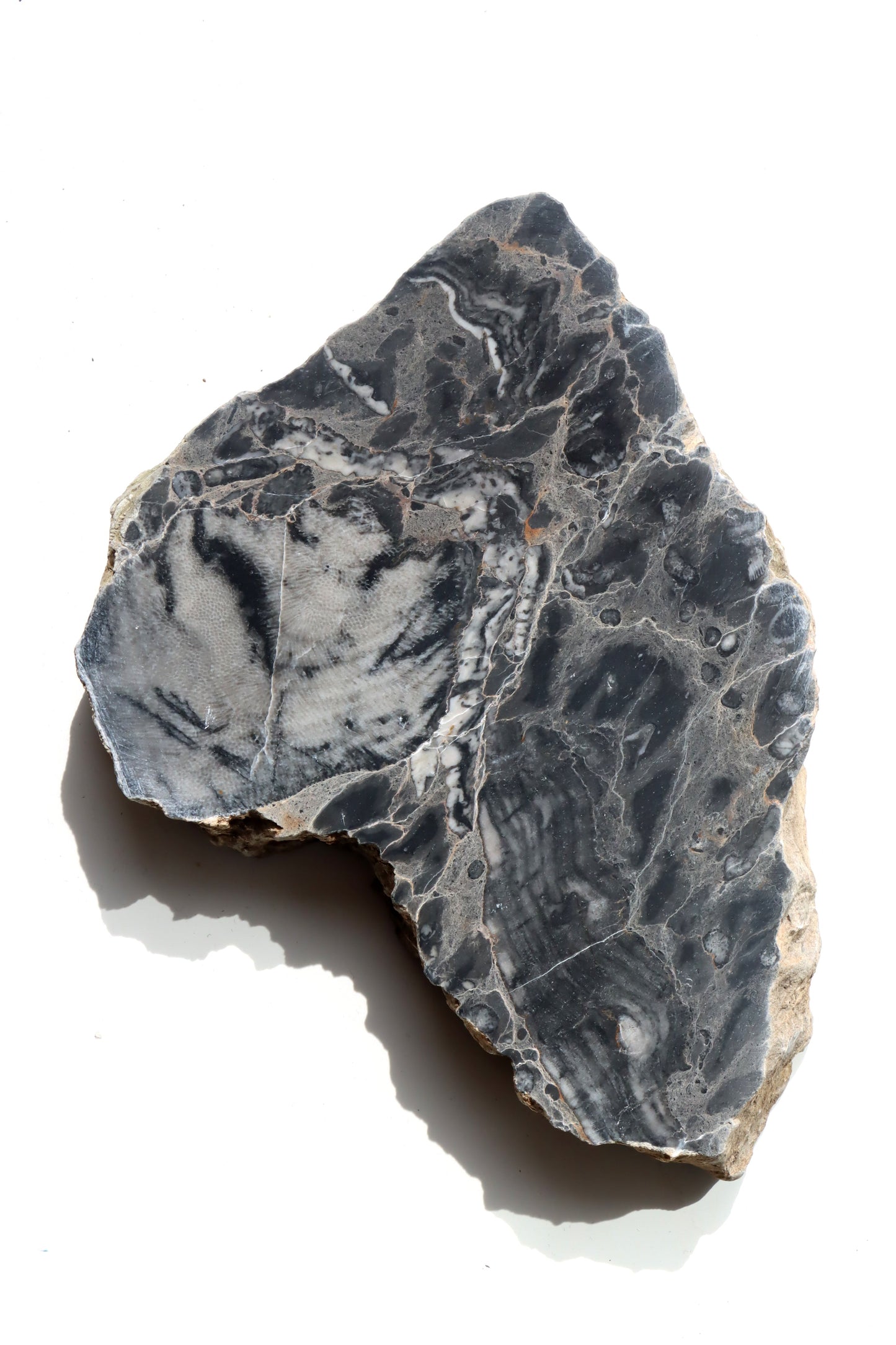 Deskatý korál - Supreme Panthers