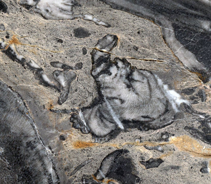 Deskatý korál - Supreme Panthers