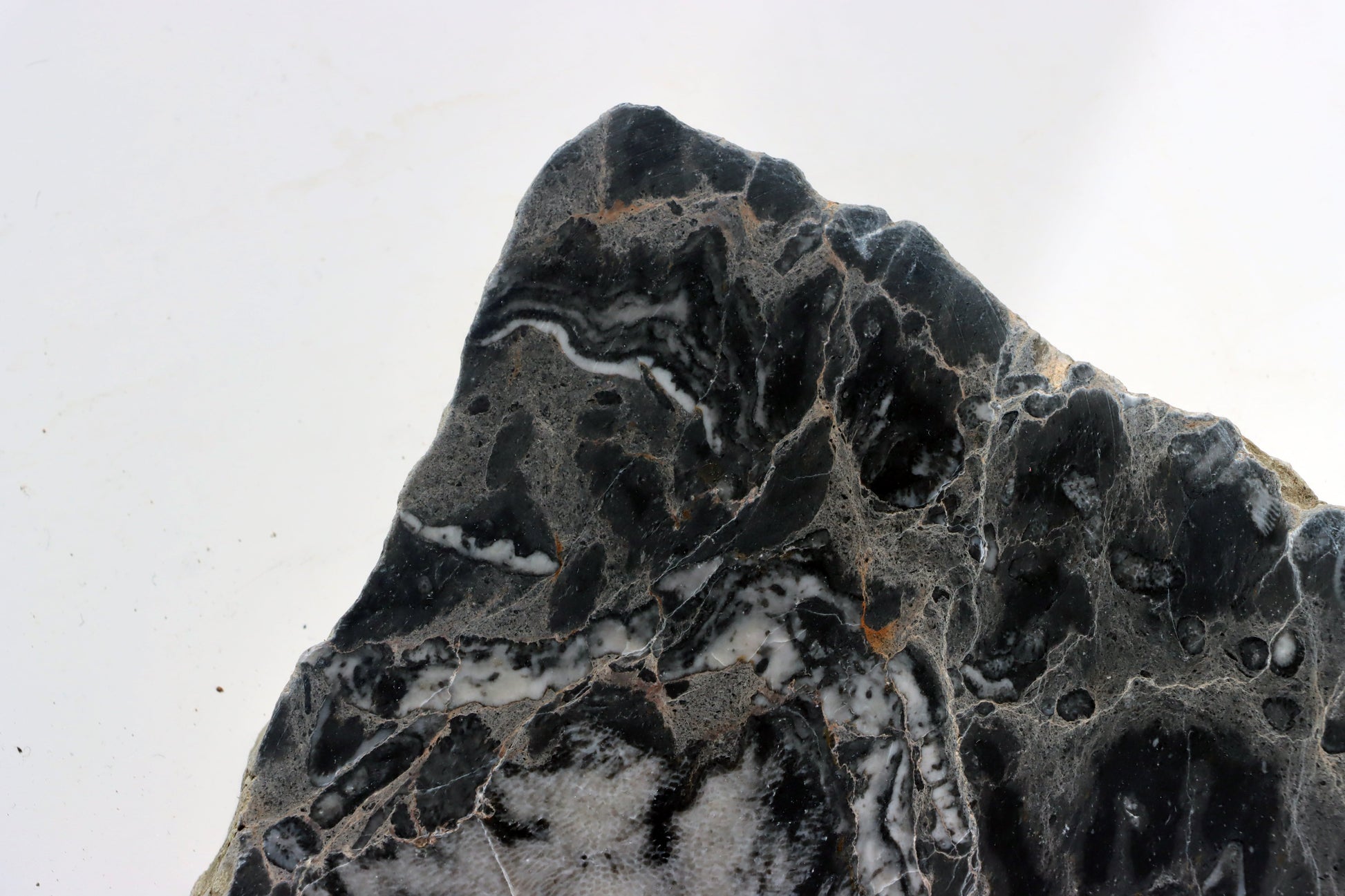 Deskatý korál - Supreme Panthers