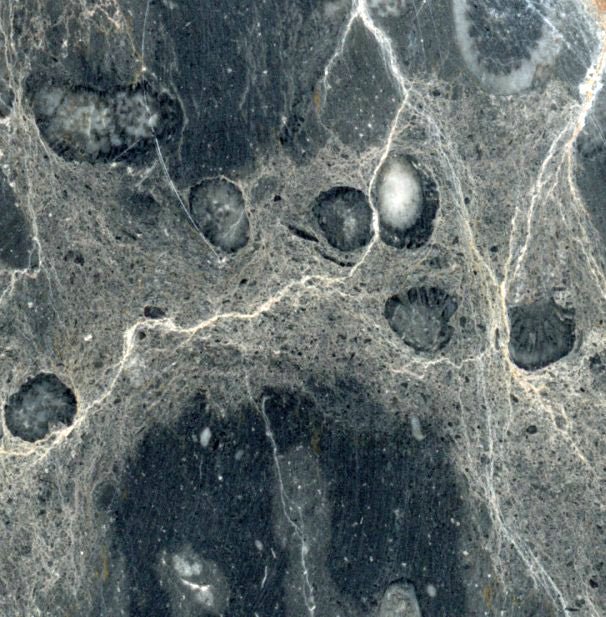 Deskatý korál - Supreme Panthers