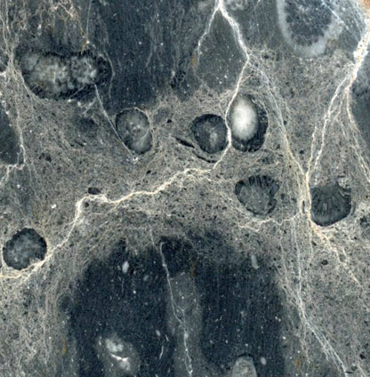 Deskatý korál - Supreme Panthers