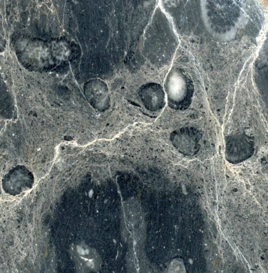 Deskatý korál - Supreme Panthers