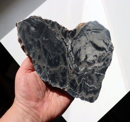 Deskatý korál - Supreme Panthers