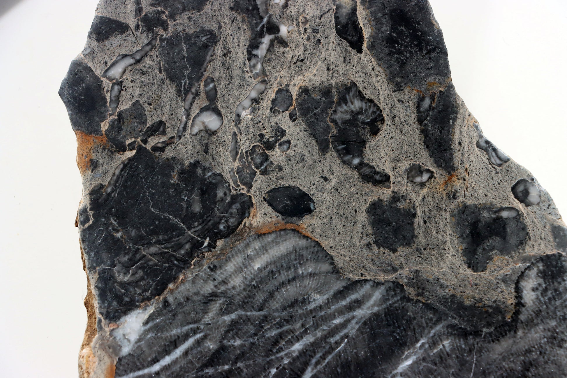 Deskatý korál - Supreme Panthers