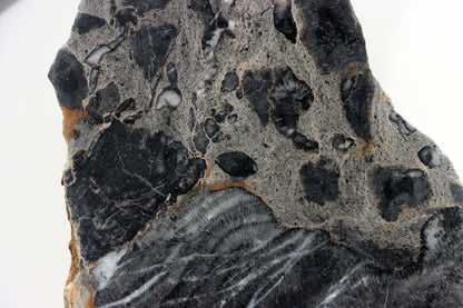 Deskatý korál - Supreme Panthers