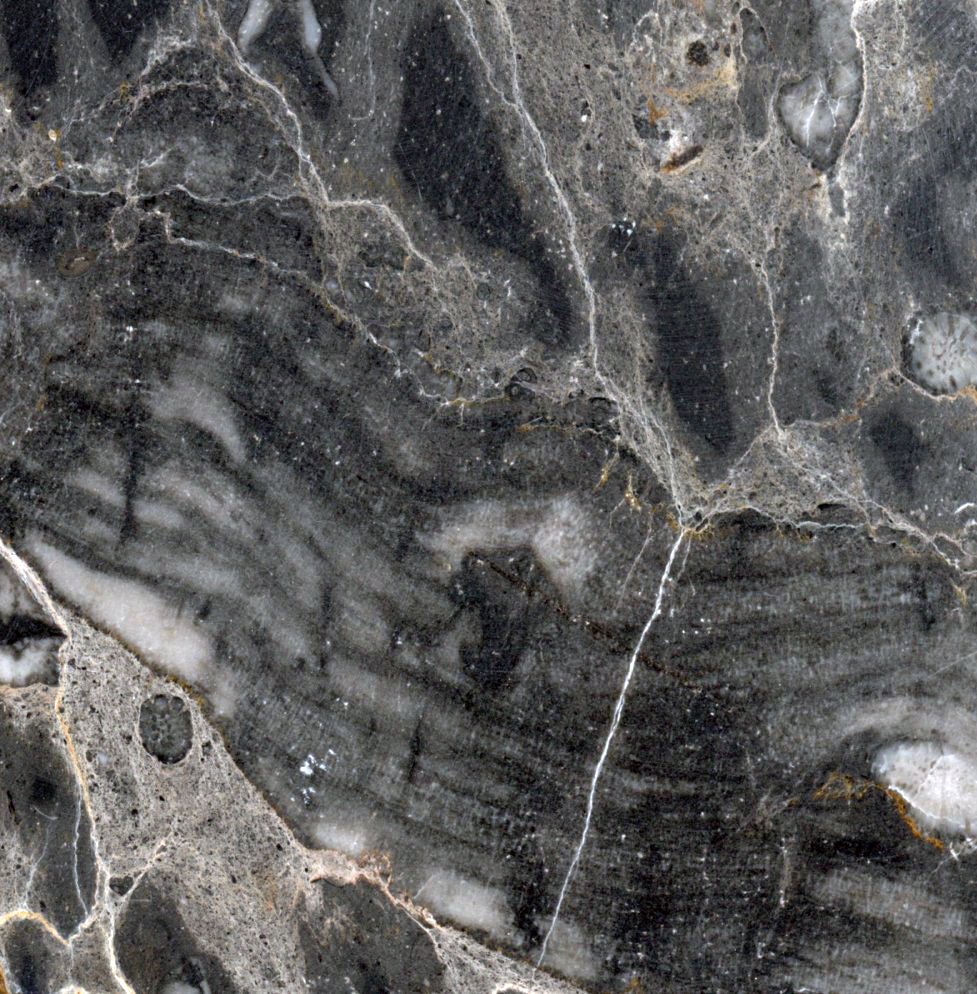 Deskatý korál - Supreme Panthers