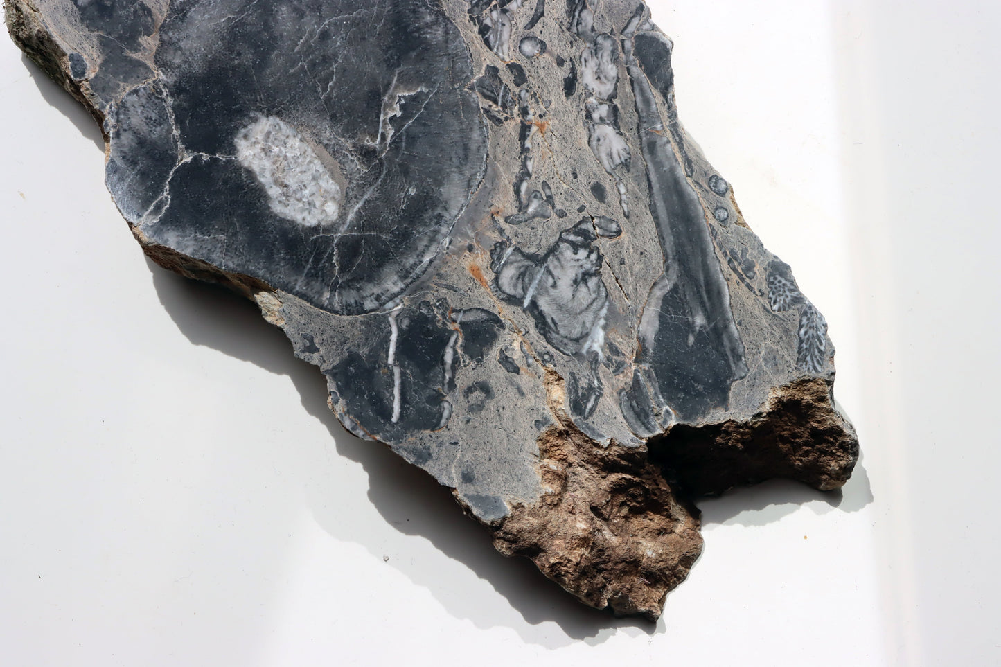 Deskatý korál - Supreme Panthers