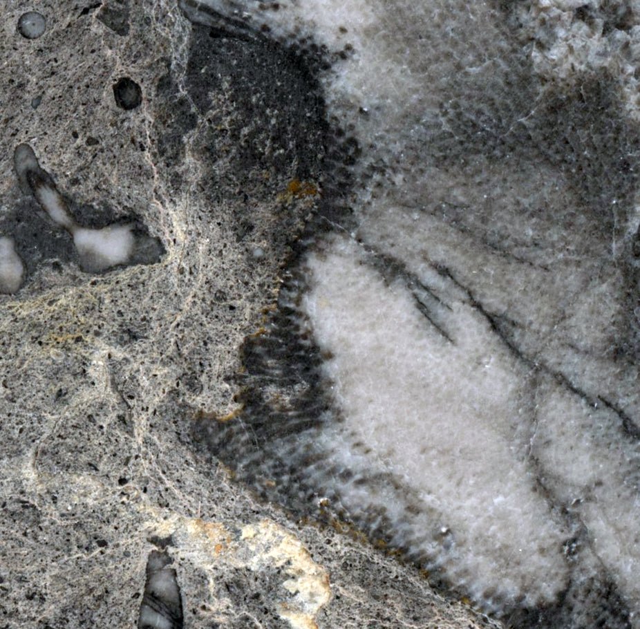 Deskatý korál - Supreme Panthers