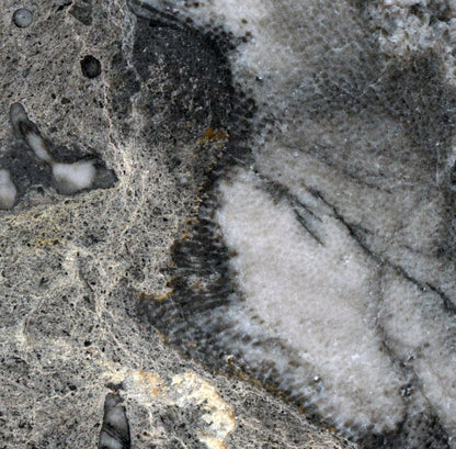 Deskatý korál - Supreme Panthers