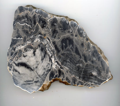 Deskatý korál - Supreme Panthers