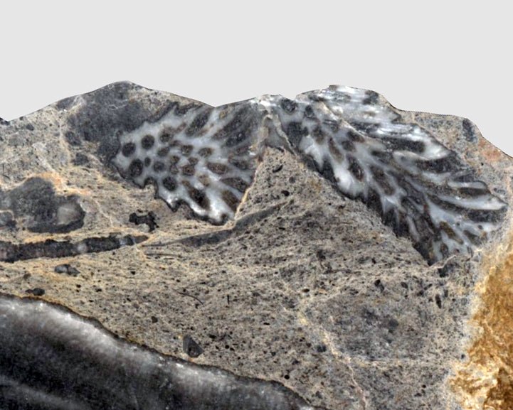 Deskatý korál - Supreme Panthers