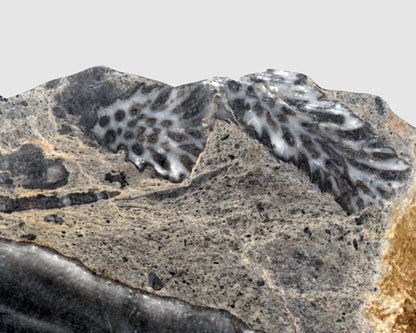 Deskatý korál - Supreme Panthers