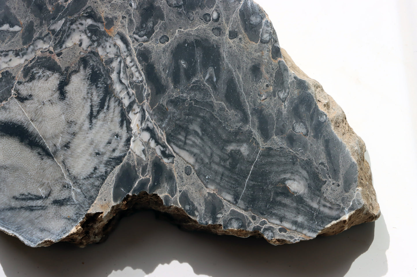 Deskatý korál - Supreme Panthers