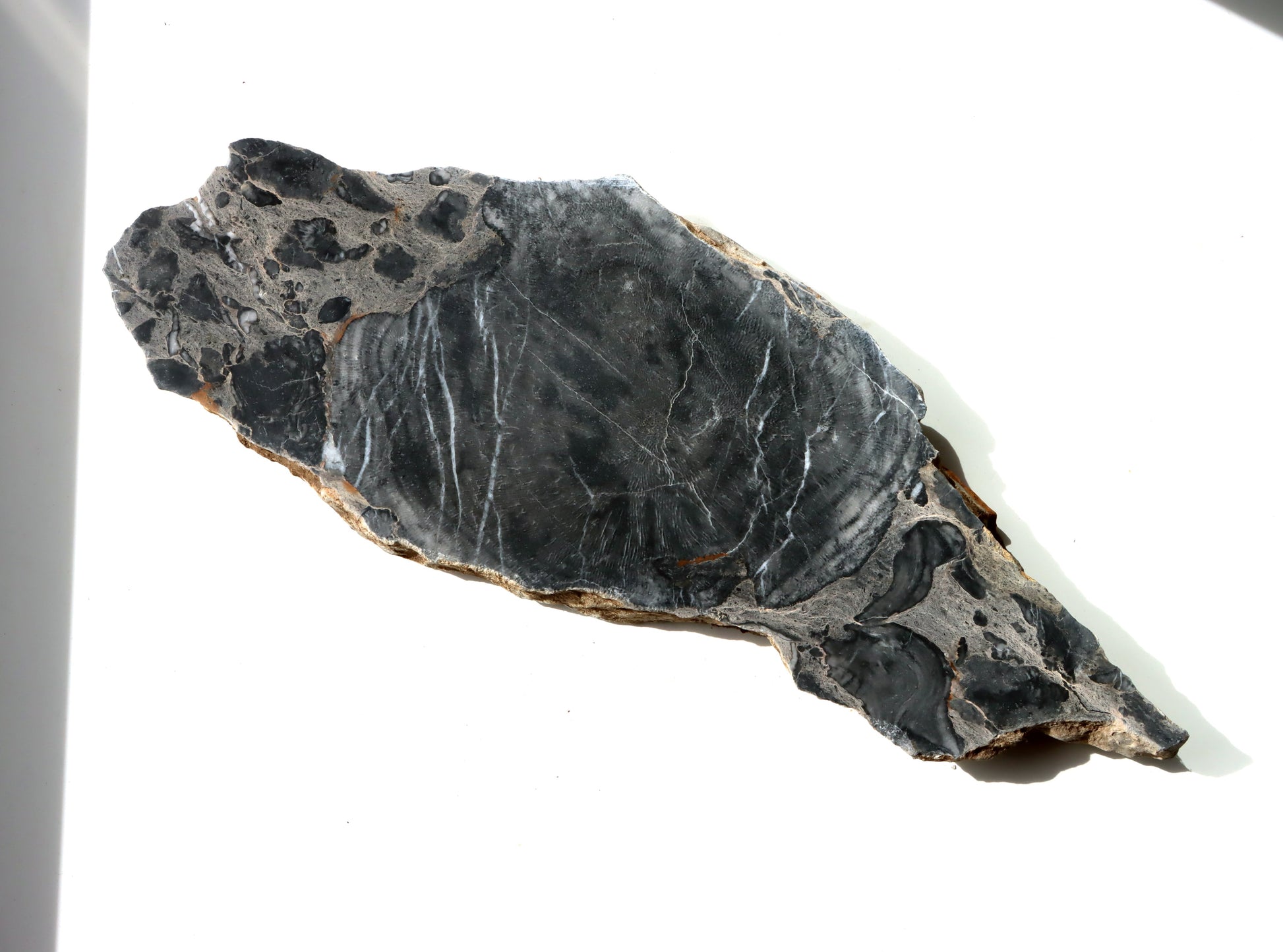 Deskatý korál - Supreme Panthers