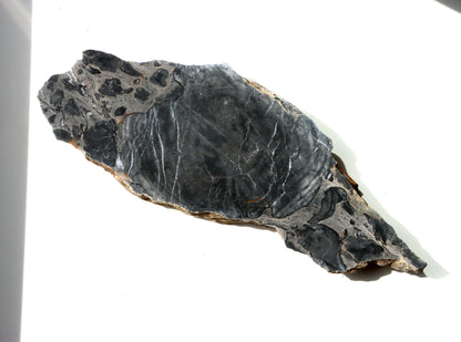 Deskatý korál - Supreme Panthers